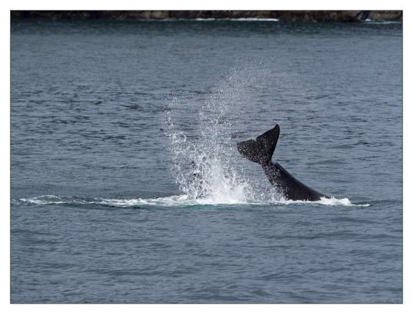 Orcas in der Resurrection Bay, Seward